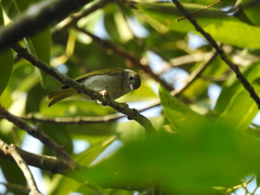 Erpornis zantholeuca