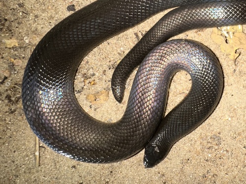 Watson’s Burrowing Asp