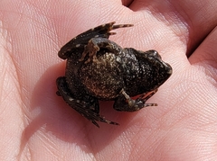 Glandirana rugosa