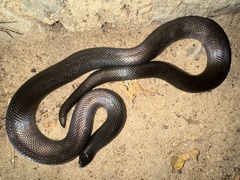 Atractaspis