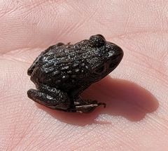 Glandirana rugosa
