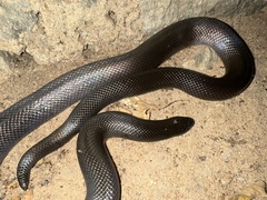 Atractaspis