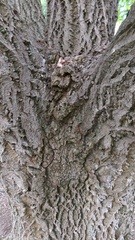 Phellodendron amurense