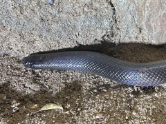 Atractaspis
