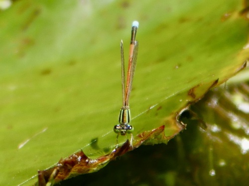 Ischnura observed 2022-11-24