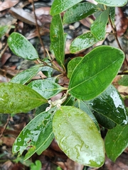 Rhodomyrtus tomentosa