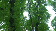 Phellodendron amurense