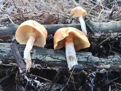 Gymnopilus junonius