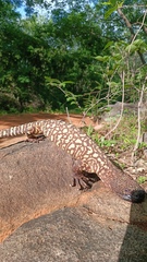 Heloderma exasperatum