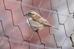 Passer melanurus vicinus