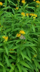 Danaus plexippus