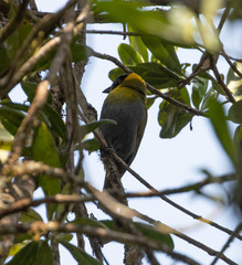 Ploceus nelicourvi