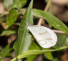 Pierinae
