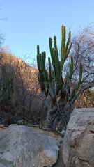 Pachycereus pecten-aboriginum