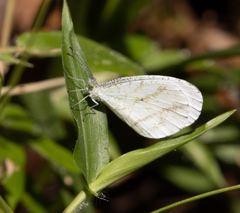 Pierinae