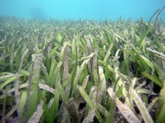 Thalassia