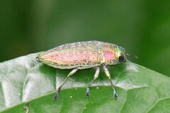 Lampetis affinis