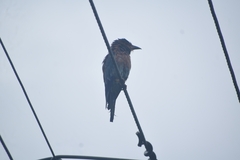 Coracias benghalensis