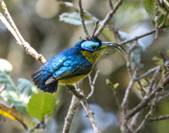 Common Sunbird-Asity photo 4