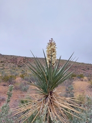 Yucca torreyi
