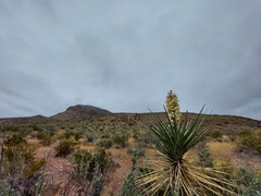 Yucca torreyi