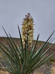 Yucca torreyi