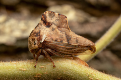 Telamona ampelopsidis