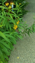 Danaus plexippus
