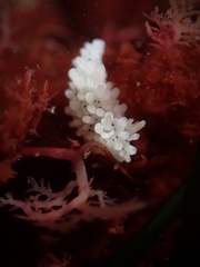 Aegires albopunctatus