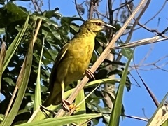 Ploceus cucullatus spilonotus