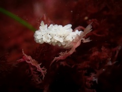 Aegires albopunctatus