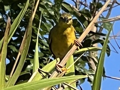 Ploceus cucullatus spilonotus