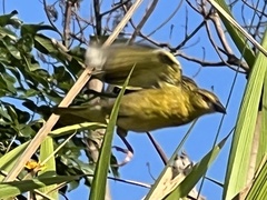 Ploceus cucullatus spilonotus