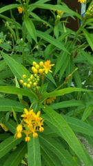 Aphis nerii