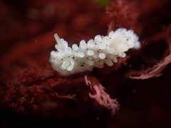 Aegires albopunctatus