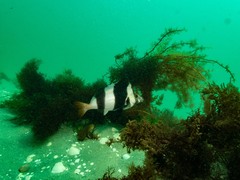 Pseudogoniistius nigripes