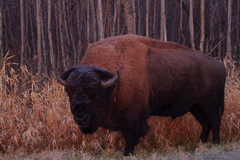 Bison bison bison