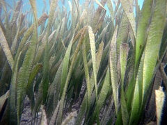 Zosteraceae