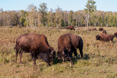 Bison bison bison