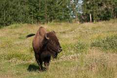 Bison bison bison