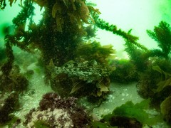 Aplodactylus arctidens