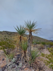Yucca torreyi