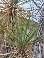 Yucca torreyi