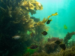 Atypichthys strigatus