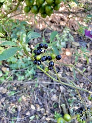 Solanum aligerum