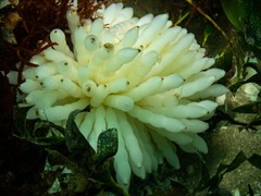 Sepioteuthis australis