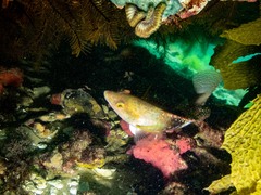 Notolabrus tetricus