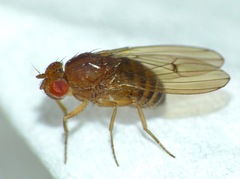 Drosophila immigrans