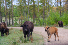 Bison bison bison