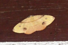 Hypochrosis flavifusata